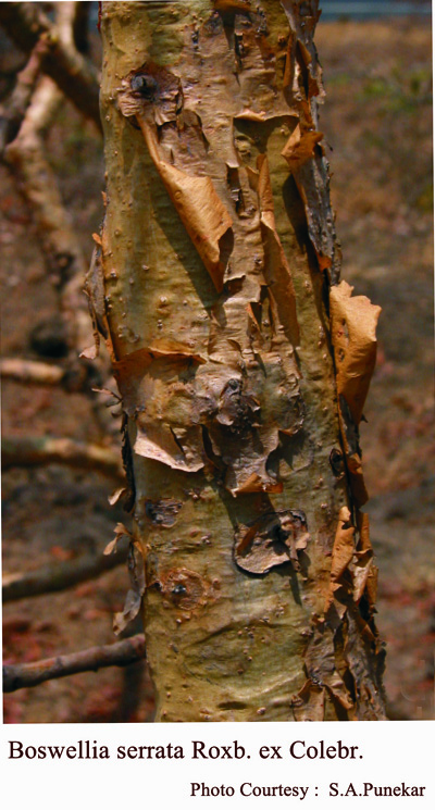 Boswellia serrata Roxb. ex Colebr.